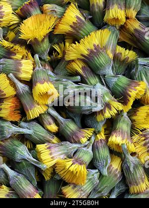 Coltsfoot, Tussilago farfara, noto anche come mosto di tosse, fiore di primavera medicinale selvatico proveniente dalla Finlandia Foto Stock