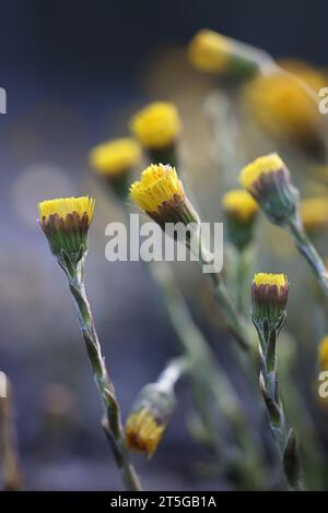 Coltsfoot, Tussilago farfara, noto anche come mosto di tosse, fiore di primavera medicinale selvatico proveniente dalla Finlandia Foto Stock