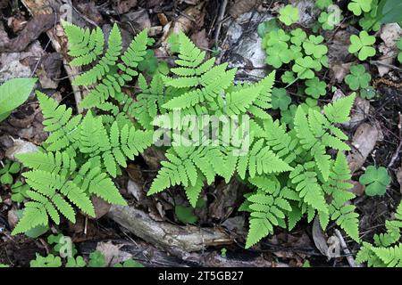 Gymnocarpium dryopteris, comunemente noto come la felce occidentale, felce di quercia comune, felce di quercia, o felce di quercia settentrionale, pianta selvatica finlandese Foto Stock