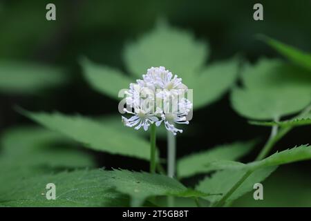 Baneberry, Actaea spicata, nota anche come Bugbane, Herb christopher o Toadroot, pianta velenosa selvatica proveniente dalla Finlandia Foto Stock