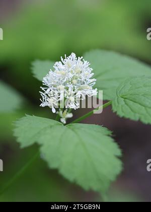 Baneberry, Actaea spicata, nota anche come Bugbane, Herb christopher o Toadroot, pianta velenosa selvatica proveniente dalla Finlandia Foto Stock