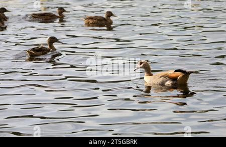 Oca egiziana che nuota in un lago con alcune anatre Foto Stock