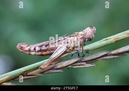 Entomophaga grylli, un fungo che infetta le cavallette, noto come malattia di vertice Foto Stock