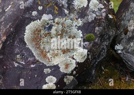 Xanthoparmelia stenophylla, uno scudo-lichen di roccia finlandese, senza nome comune inglese Foto Stock