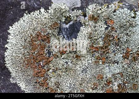 Xanthoparmelia stenophylla, uno scudo-lichen di roccia finlandese, senza nome comune inglese Foto Stock