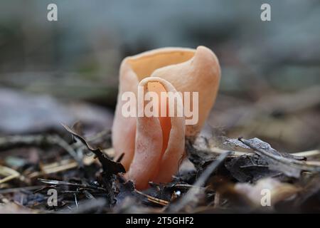 Otidea onotica, comunemente nota come orecchio di lepre, fungo selvatico proveniente dalla Finlandia Foto Stock