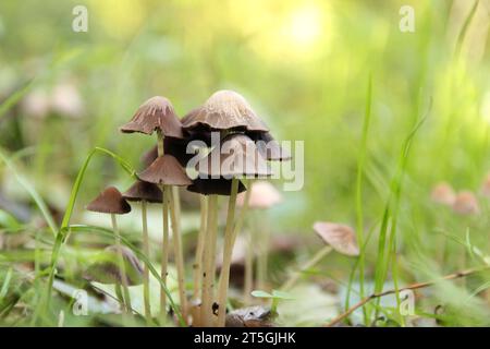 un piccolo gruppo di funghi marroni con uno splendido sfondo giallo tenue e verde Foto Stock