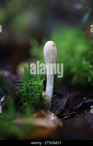 Trichoderma leucopus, chiamato anche Hypocrea leucopus, un fungo parassita sac proveniente dalla Finlandia, senza nome comune inglese Foto Stock