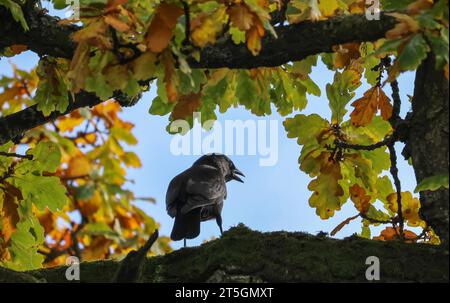 Moira, County Down, Irlanda del Nord, Regno Unito. 5 novembre 2023. Meteo britannico - un inizio brillante e limpido per una domenica mattina autunnale. Una jackdaw, corvus monedula, arroccata su un ramo d'albero sullo sfondo di foglie d'autunno e fogliame in una mattinata di sole. Credito: CAZIMB/Alamy Live News. Foto Stock