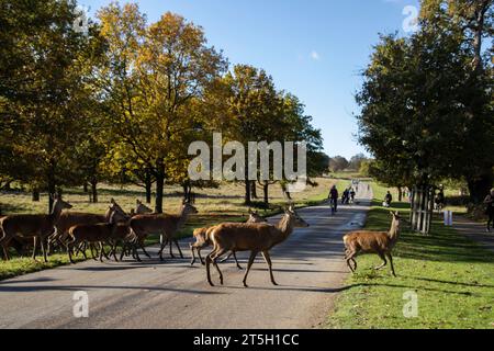 Londra, Regno Unito. 5 novembre 2023. Un branco di cervi a riposo attraversa una delle strade principali che attraversano Richmond Park su uno dei principali percorsi ciclabili tra i colori autunnali. 5 novembre 2023 Richmond, Southwest London, Inghilterra, Regno Unito crediti: Jeff Gilbert/Alamy Live News Credit: Jeff Gilbert/Alamy Live News Foto Stock