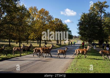 Londra, Regno Unito. 5 novembre 2023. Un branco di cervi a riposo attraversa una delle strade principali che attraversano Richmond Park su uno dei principali percorsi ciclabili tra i colori autunnali. 5 novembre 2023 Richmond, Southwest London, Inghilterra, Regno Unito crediti: Jeff Gilbert/Alamy Live News Credit: Jeff Gilbert/Alamy Live News Foto Stock