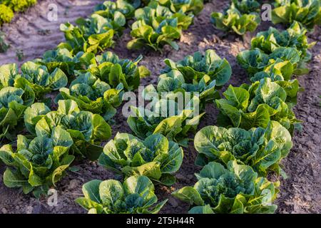 Un campo agricolo con file di bietole biologiche Foto Stock