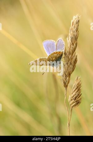 Farfalla blu comune su erba Foto Stock