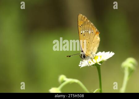 Piccola farfalla su fiore di margherita Foto Stock