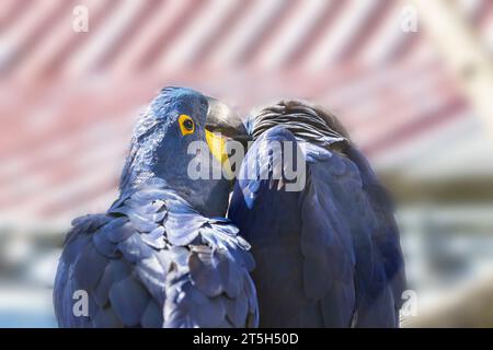 Il Giacinto Ara blu ha un becco aperto. Foto Stock