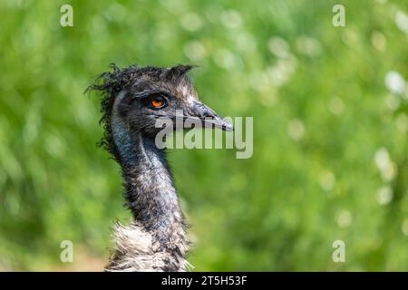 Ritratto di un emu marrone su sfondo verde. Foto Stock