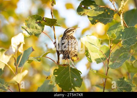 Il Meadowlark occidentale è arroccato su rami di alberi popolari durante la migrazione autunnale nella contea di Rocky View, Alberta, Canada Foto Stock