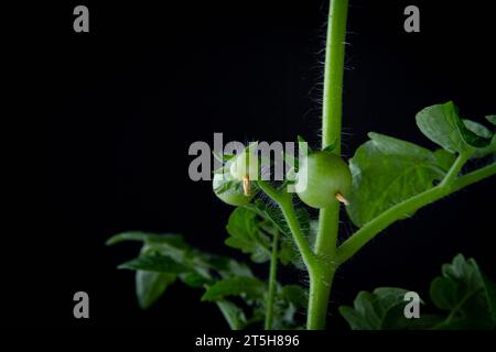 Fioritura e fruttificazione dei pomodori. Cespuglio di pomodoro verde su sfondo nero. Foto Stock