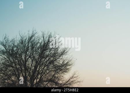 Fantastico paesaggio invernale. Erba congelata nella neve. Natura invernale ai raggi del tramonto. Foto Stock