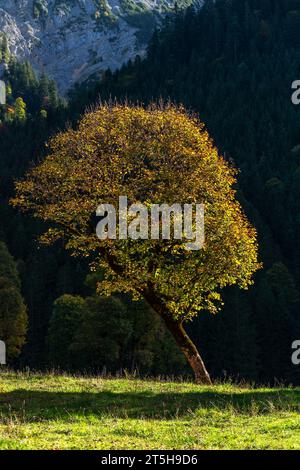 Coloratissimo foilage autunnale nell'Ahorn Boden, Maple Ground, Engtal o Eng Valley, riserva naturale Karwendel Masif, Alpi, Tirolo, Austria, Foto Stock