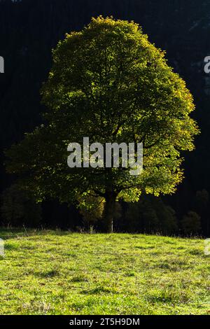 Coloratissimo foilage autunnale nell'Ahorn Boden, Maple Ground, Engtal o Eng Valley, riserva naturale Karwendel Masif, Alpi, Tirolo, Austria, Foto Stock