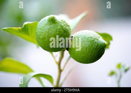 Due calci verdi si stendono insieme da un ramo sul terreno circondato da altre foglie verdi. Formiche, primo piano di insetti su calci. Foto Stock