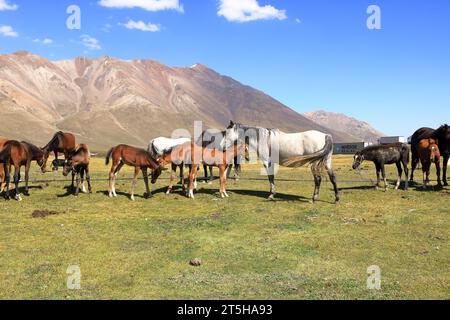 20 agosto 2023 - Kirghizistan in Asia centrale: Gente che munge il mare per ottenere latte per i kumis al passo Ala-bel Foto Stock