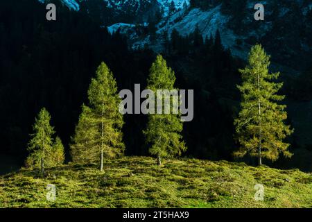 Ultima luce su un gruppo di abeti nell'Ahorn Boden, Maple Ground, Engtal o Eng Valley, riserva naturale Karwendel Masif, Alpi, Tirolo, Austria, Foto Stock