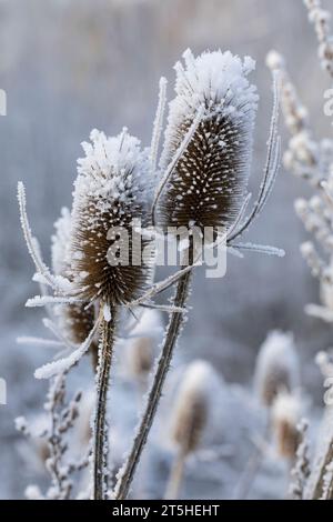 Wilde Karde, Karde, Karden, Fruchtstand im Winter bei EIS und Schnee, Dipsacus Fullonum, Dipsacus sylvestris, la tesella di Fuller, la tesella selvatica, cucchiaino, co Foto Stock