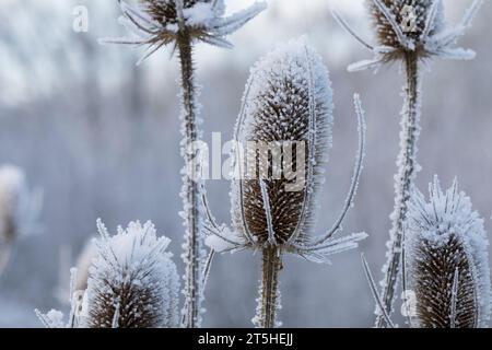 Wilde Karde, Karde, Karden, Fruchtstand im Winter bei EIS und Schnee, Dipsacus Fullonum, Dipsacus sylvestris, la tesella di Fuller, la tesella selvatica, cucchiaino, co Foto Stock