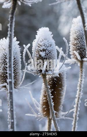 Wilde Karde, Karde, Karden, Fruchtstand im Winter bei EIS und Schnee, Dipsacus Fullonum, Dipsacus sylvestris, la tesella di Fuller, la tesella selvatica, cucchiaino, co Foto Stock