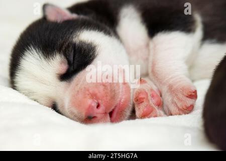 Primo piano della museruola di un cucciolo siberiano Husky dormiente. Foto Stock