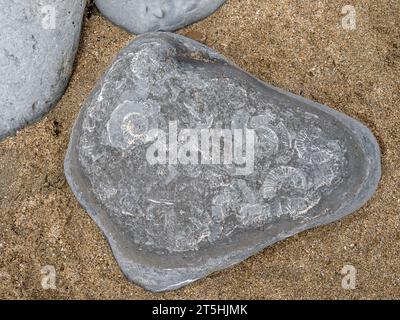 Fossili di ammoniaca in pietra dalla spiaggia del Dorset, Regno Unito. Ammonite Nautilus. Foto Stock