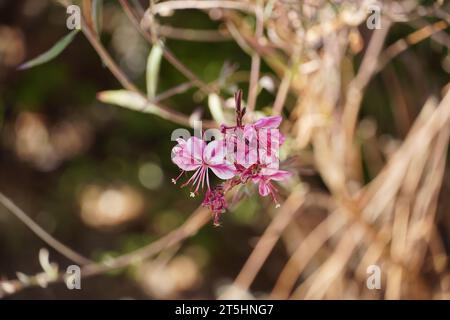 Fiori di api, o oenothera o gaura lindheimeri, fiori, ad Atene, Grecia Foto Stock
