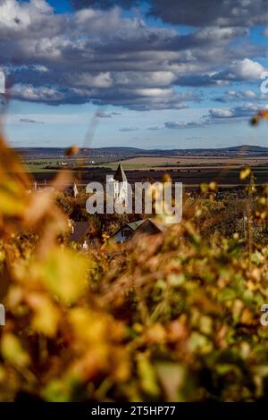 Budapest, Ungheria, Ungheria. 5 novembre 2023. Un vigneto in autunno nell'Ungheria rurale. L'Ungheria ha una vasta gamma di vini che risalgono al commercio del XIV e XV secolo. Le varietà uniche che sono autoctone della regione crescono e sono speciali per l'Ungheria stessa. (Immagine di credito: © Bianca Otero/ZUMA Press Wire) SOLO USO EDITORIALE! Non per USO commerciale! Foto Stock