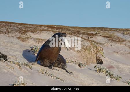 Grande leone marino del Sud maschio (Otaria flavescens) che porta in bocca un pinguino magellano appena pescato (Spheniscus magellanicus). Foto Stock