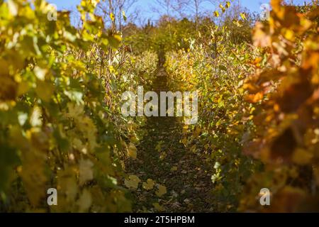 Budapest, Ungheria, Ungheria. 5 novembre 2023. Un vigneto in autunno nell'Ungheria rurale. L'Ungheria ha una vasta gamma di vini che risalgono al commercio del XIV e XV secolo. Le varietà uniche che sono autoctone della regione crescono e sono speciali per l'Ungheria stessa. (Immagine di credito: © Bianca Otero/ZUMA Press Wire) SOLO USO EDITORIALE! Non per USO commerciale! Foto Stock