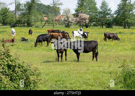 Il taurus Cows-Bos rilassati e pascolati tra le Buttercup accanto al fiume Waveney a Bungay Suffolk Inghilterra Regno Unito. Foto Stock