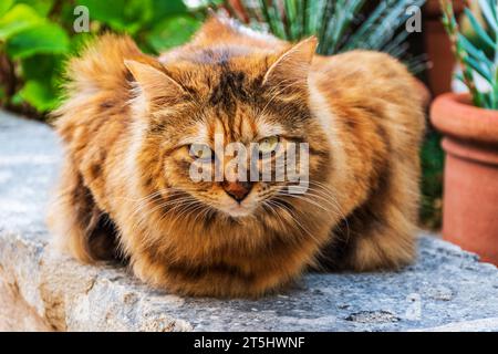 Ritratto di gatto domestico dagli occhi castani Foto Stock