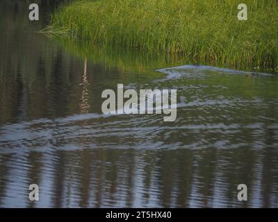 castoro selvatico in un lago nello yukon, canada Foto Stock