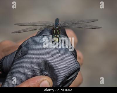 Dragonfly close-up Foto Stock