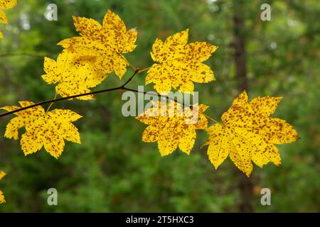 Foglie di acero della vite (Acer circinatum), Willamette National Forest, West Cascades Scenic Byway, Oregon Foto Stock