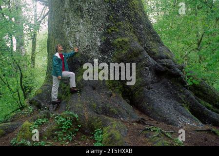 Il più grande abete Sitka del mondo (Picea sitchensis), Quinault River Valley, Washington Foto Stock