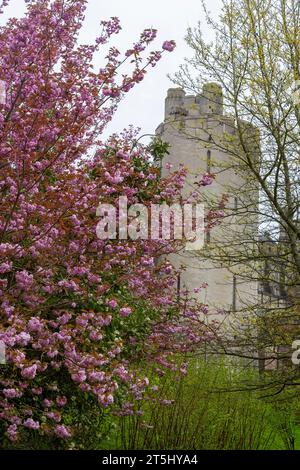 Torre a sud-ovest del Castello di Arundel, con fioritura primaverile di ciliegi in primo piano: Arundel, West Sussex, Regno Unito Foto Stock