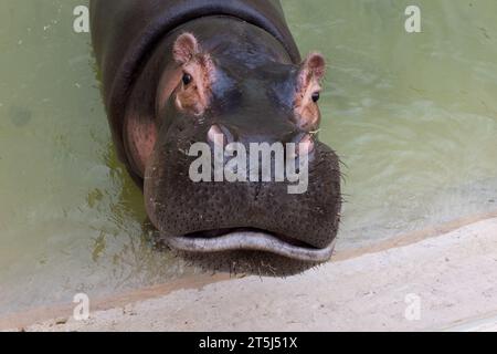 Un enorme ippopotamo nell'acqua apre la bocca con zanne segate. Animali selvatici nel loro habitat naturale. Fauna selvatica africana. Anfibio. Ippopotami - Th Foto Stock