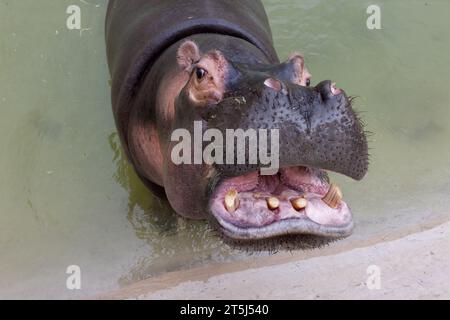 Un enorme ippopotamo nell'acqua apre la bocca con zanne segate. Animali selvatici nel loro habitat naturale. Fauna selvatica africana. Anfibio. Ippopotami - Th Foto Stock