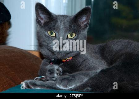 Russian Blue Kitty che fissa la fotocamera. Foto Stock