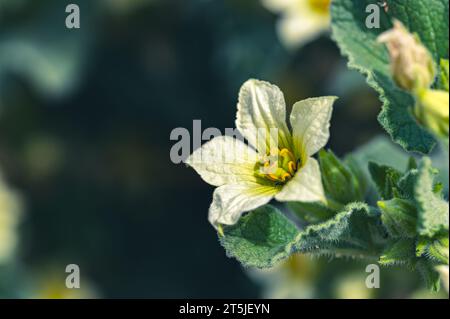 Fiori gialli di un 'Gherkin del diavolo' (Ecballium elaterium) Foto Stock