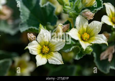 Fiori gialli di un 'Gherkin del diavolo' (Ecballium elaterium) Foto Stock