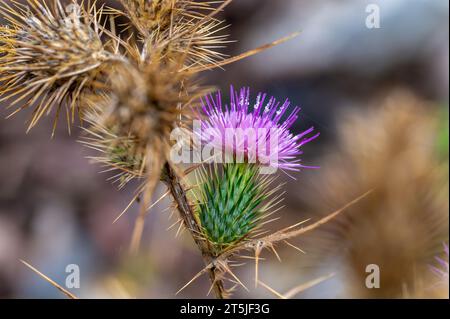 Porpora fiore di thistle nel campo Foto Stock